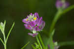 Purple milkwort